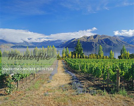 Vineyards at Winery on shores of Lake Wanaka, South Island, New Zealand