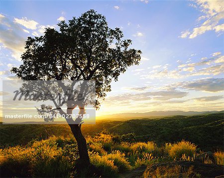 Tree in silhouette at sunrise, Daan Viljoen Game Park, near Windhoek, Namibia