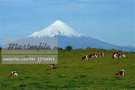 Pâturage dans un champ avec le volcan Osorno derrière dans le Lake District, au Chili, en Amérique du Sud