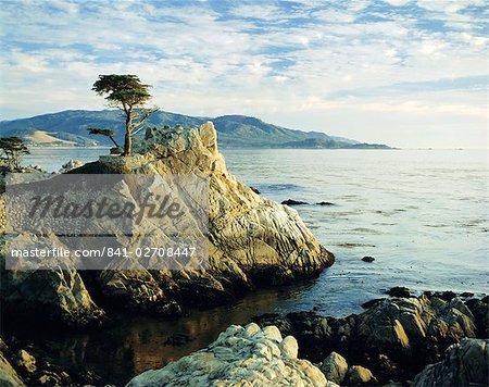 Die Lone Cypress Tree an der Küste, Carmel, Kalifornien, Vereinigte Staaten von Amerika