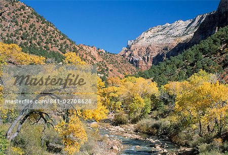 Cottonwood trees on the banks of the Virgin River, Zion National Park, Utah, United States of America, North America