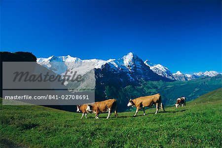 Vaches à l'alpage avec les montagnes Fiescherhorner et Eiger au-delà, Grindelwald, Berne (Berne), Oberland bernois, Grisons, Suisse, Europe