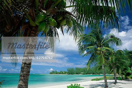 Zeigen Sie Palmen am Ufer, Cayman Kai in der Nähe von Rum, Grand Cayman, Cayman-Inseln, West Indies