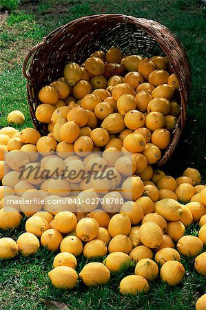 Citrons tout déversement d'un panier, fête du citron, Menton, Alpes Maritimes, Cote d'Azur, Provence, France, Europe