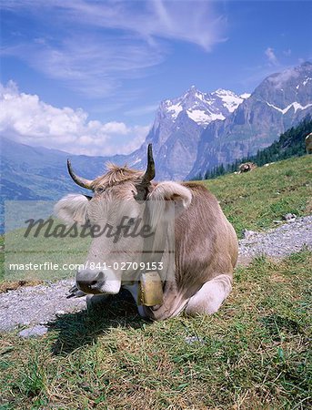 Vache à Alpiglen, Grindelwald, Berner Oberland, Grisons, Suisse, Europe