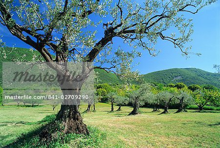 Olivenbäume in einem Hain im Umkreis Nyons in der Drome Region Frankreich, Europa