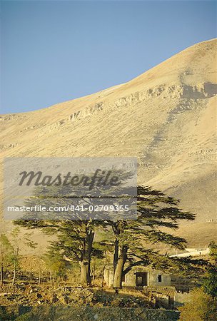 Cedars of Lebanon at the foot of Mount Djebel Makhmal near Bsharre, Lebanon, Middle East