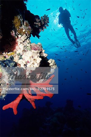 Récif corallien et plongeur, large de Sharm el Sheikh, Sinaï, mer rouge, Egypte, Afrique du Nord, Afrique