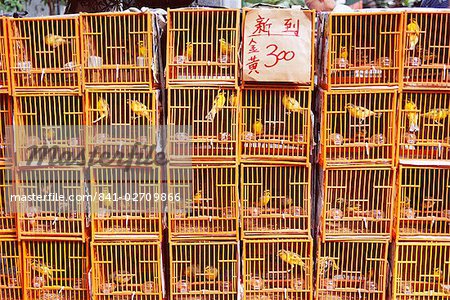 Oiseaux en cage à vendre, rue Yuen Po, jardin d'oiseaux, Mong Kok, Kowloon, Hong Kong, Chine, Asie