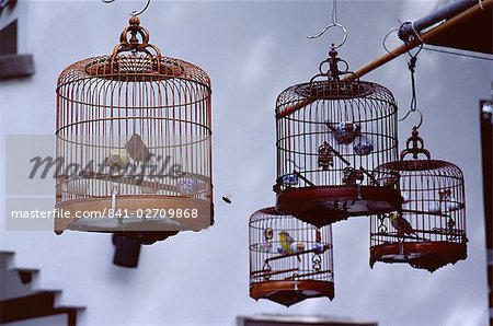 Linearführung mit Vögel zu verkaufen, Yuen Po Street Bird Garden, Mong Kok, Kowloon, Hong Kong, China, Asien