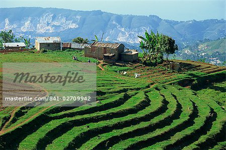 Terracing on small farm, Godet, Haiti, West Indies, Caribbean, Central America