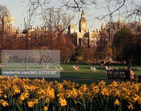 Jonquilles dans le parc St. James, avec Big Ben, Londres, Royaume-Uni, Europe