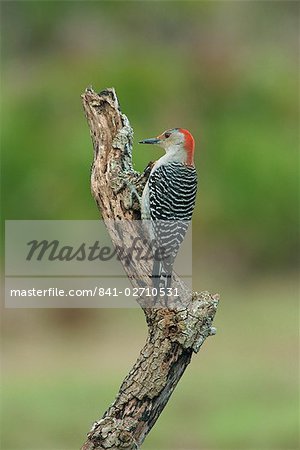 Red-bellied woodpecker, South Florida, United States of America, North America