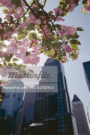 50th Street nach Westen zu 7th Avenue, New York City, New York, Vereinigte Staaten von Amerika (U.S.A.), Nordamerika