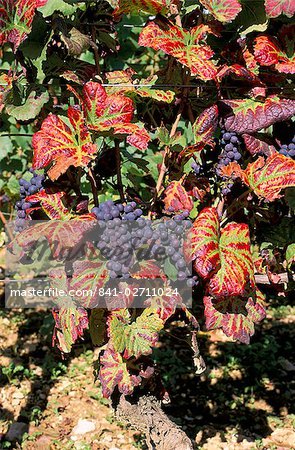 Vineyards near Nuits St. Georges, Burgundy, France, Europe