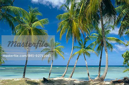 Tropische Landschaft von Palmen mit Meer im Hintergrund von Pigeon Point auf der Insel Tobago, Caribbean