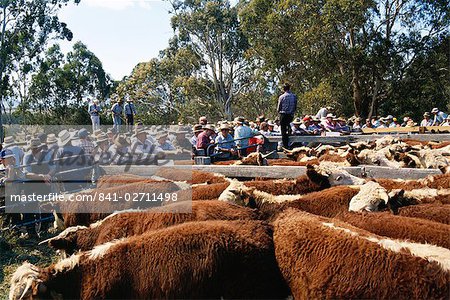Vente de bétail dans les Alpes victoriennes, Victoria, Australie, Pacifique