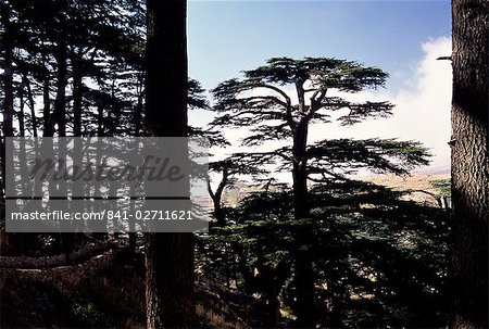 The last remaining forest of biblical cedars in Lebanon, Cedar Forest, Lebanon, Middle East