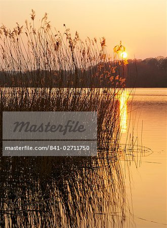 Roseaux au coucher du soleil, grand étang de Frensham, Frensham, Surrey, Angleterre, Royaume-Uni, Europe