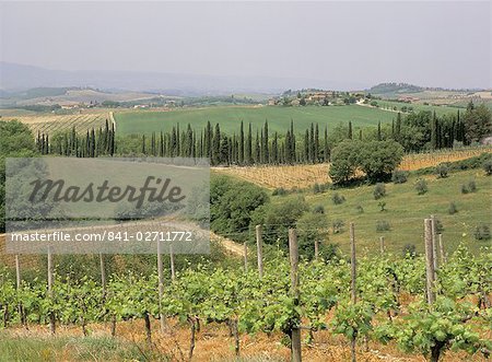 Reben und Weinberge auf hügelig im Herzen des Chianti District nördlich von Siena, San Leonino, Siena, Toskana, Italien, Europa