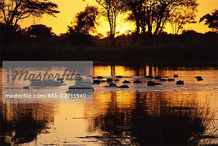 Tranquil scene of a group of hippopotamus (Hippopotamus amphibius) in water at sunset, Okavango Delta, Botswana, Africa