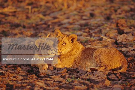 Lioness and cub, Okavango Delta, Botswana, Africa