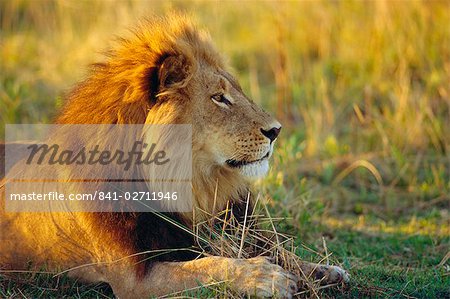 Portrait d'un Lion (Panthera leo), le Delta d'Okavango, Botswana