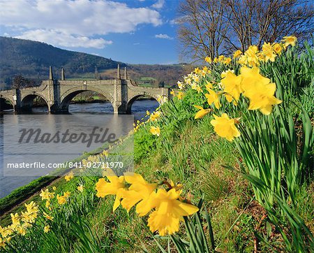 Daffodils by the River Tay and Wade's Bridge, Aberfeldy, Perthshire, Scotland, United Kingdom, Europe