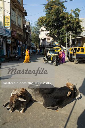 Saintes vaches dans les rues de Dungarpur, Rajasthan, Inde