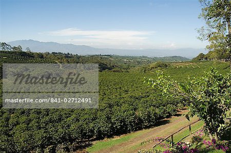 Coffee plantations on the slopes of the Poas Volcano, near San Jose, Costa Rica, Central America