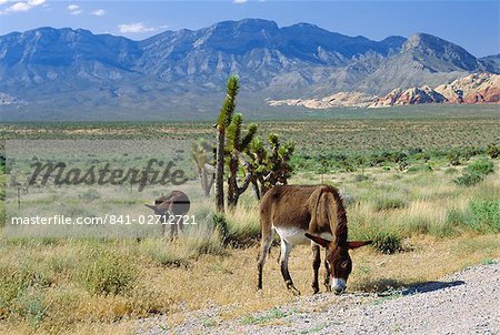 Mules sauvages, The Spring Mountains, Nevada, États-Unis d'Amérique