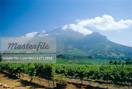 Vineyard, Stellenbosch, Cape Winelands, South Africa