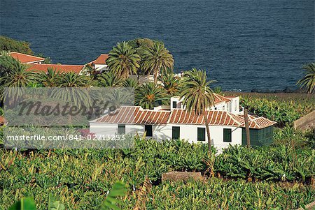 Plantation de bananes, Tenerife, îles Canaries, Espagne, Atlantique, Europe