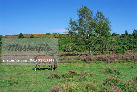 Poney de pâturage, New Forest, Hampshire, Angleterre, Royaume-Uni, Europe