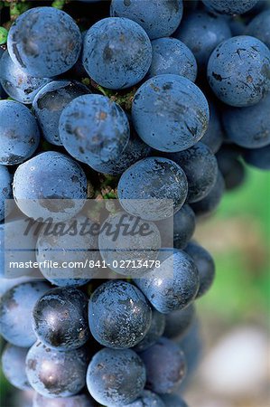 Raisins de Cabernet Sauvignon, Aquitaine, France, Europe
