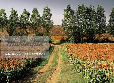 Champ de millet près de Condom, Gers, Midi-Pyrénées, France, Europe