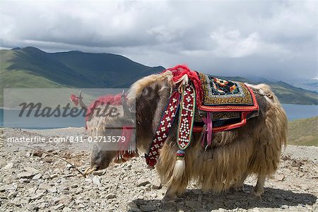 Décoré d'yak, lac Turquoise, Tibet, Chine, Asie