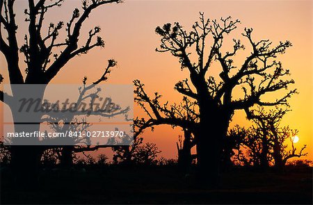 Bandia Forest, Senegal, Africa