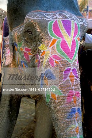 Decorated elephant at the Amber fort, Jaipur, Rajasthan state, India, Asia