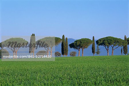 Landscape of green field, parasol pines and cypress trees, Province of Grosseto, Tuscany, Italy, Europe