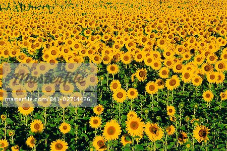 Feld von Sonnenblumen, Provence, Vaucluse, Frankreich