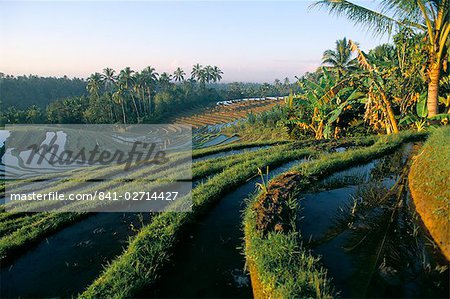 Rice terraces in centre of the island, Bali, Indonesia, Southeast Asia, Asia