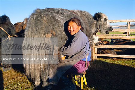 Milking a yak, Khoid Terkhiin valley, Arkhangal, Mongolia, Asia
