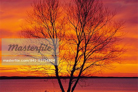 Silhouette d'un arbre du bouleau au lever du soleil, le Parc National Kouchibouguac, Nouveau-Brunswick, Canada