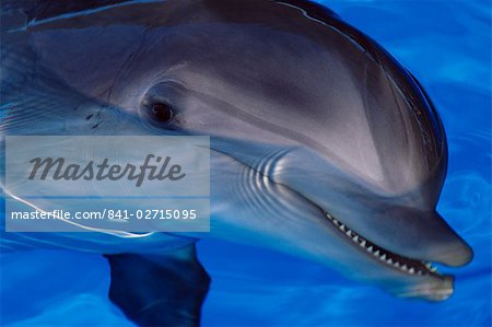 Close-up of a dolphin, Loro Parque, Puerto de la Cruz, Tenerife, Canary Islands, Spain, Europe