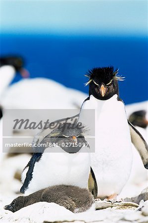 Family of rockhopper penguins (Eudyptes chrysocome chrysocome) hugging, Sea Lion Island, Falkland Islands, South Atlantic, South America