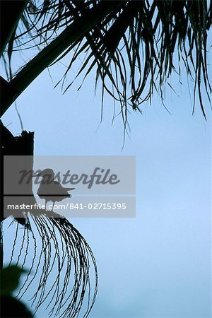 Nature reserve, Aride island, Seychelles, Indian Ocean, Africa