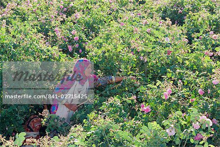 Frau Kommissionierung kultiviert Rosen, Al Ain, Oman, Naher Osten