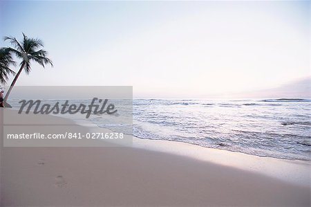 Fußspuren und Palme am Strand, Westküste, Barbados, Antillen, Karibik, Mittelamerika