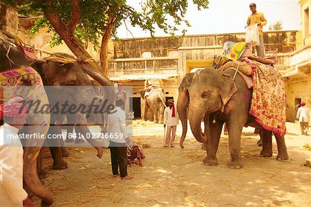 Éléphants, Jaipur, Rajasthan, Inde (granuleux)